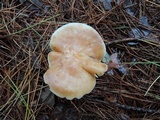 Rhodocollybia maculata image
