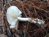 Rhodocollybia maculata image