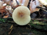 Lactarius griseus image
