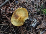 Cortinarius flavifolius image