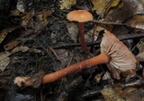Laccaria bicolor image