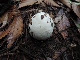 Bovista plumbea image