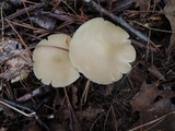 Entoloma albidum image