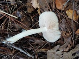 Entoloma albidum image