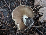 Cortinarius infractus image