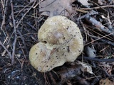 Cortinarius infractus image