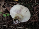 Lactarius uvidus image