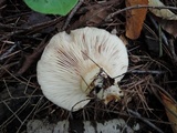 Lactarius uvidus var. acystidiosus image
