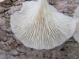 Pleurotus pulmonarius image