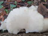 Pleurotus pulmonarius image