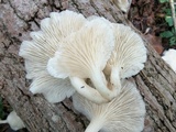 Pleurotus pulmonarius image
