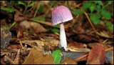 Gymnopus iocephalus image