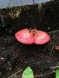 Fistulina hepatica image
