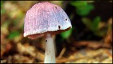 Gymnopus iocephalus image