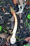 Phallus rubicundus image