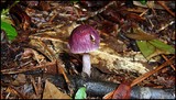 Gymnopus iocephalus image