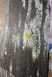 Buellia oidalea image