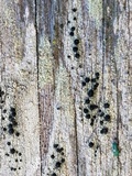 Buellia oidalea image
