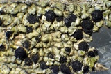 Buellia oidalea image