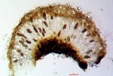 Buellia oidalea image