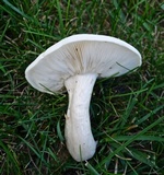 Hypsizygus marmoreus image