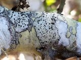 Buellia oidalea image