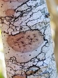 Arthonia cinnabarina image