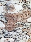 Arthonia cinnabarina image