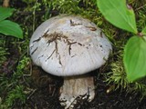 Cortinarius traganus image