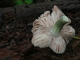 Pluteus americanus image