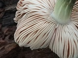 Pluteus americanus image