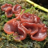 Ascocoryne sarcoides image