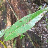 Ascocoryne sarcoides image
