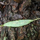 Ascocoryne sarcoides image