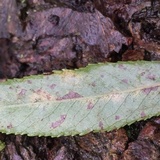 Ascocoryne sarcoides image