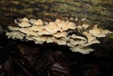 Merulius tremellosus image