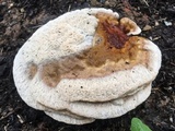 Ganoderma sessile image