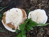 Ganoderma sessile image