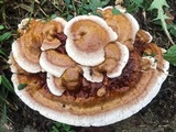 Ganoderma sessile image
