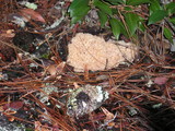 Sparassis crispa image