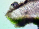 Lecanora albella image