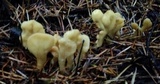 Spathularia flavida image