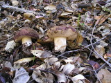 Tylopilus humilis image