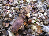 Tylopilus humilis image