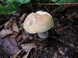 Boletus chippewaensis image