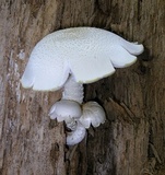 Neolentinus lepideus image