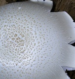 Neolentinus lepideus image