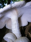 Neolentinus lepideus image