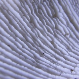 Neolentinus lepideus image