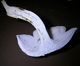 Neolentinus lepideus image